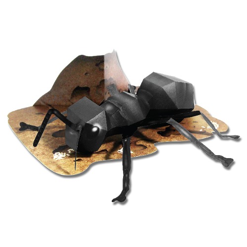 개미 만들기 (DIY 곤충 생물 자연 수업 체험학습)