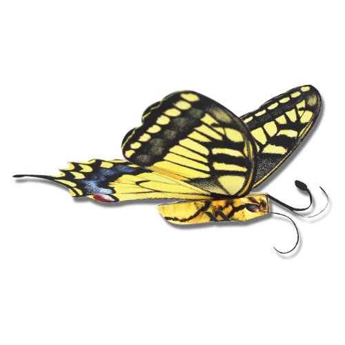 나비 한살이 만들기 (DIY 곤충 생물 자연 수업 체험학습)